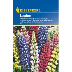 Kiepenkerl Lupine Prachtmischung, Blumensamen mit bunten Blüten.