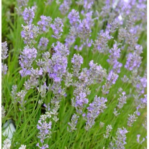 Nahaufnahme von blühendem, echtem Lavendel (Lavandula angustifolia) der Sorte Little Lady.