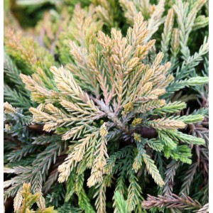 Nahaufnahme des Kriechwacholders Golden Carpet, einer gelbgrünen, winterharten Gartenpflanze.