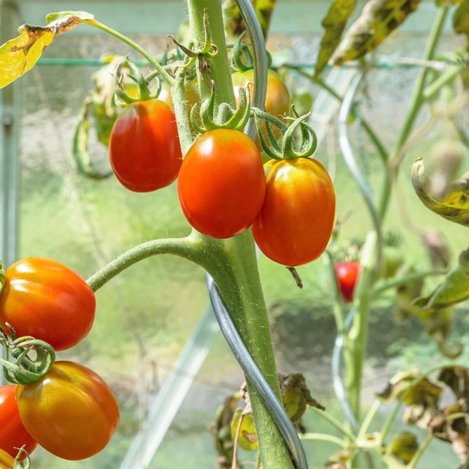 Tomatenpflanze mit reifen Tomaten, gestützt durch einen verzinkten Tomatenspiralstab.