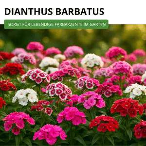Farbenfrohe Bartnelken (gefüllt) in Rot, Rosa und Weiß. Blumensamen für ca. 200 Pflanzen.