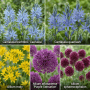 Vdvelde Aqua Bulbs: Bunte, schmetterlingsfreundliche Blumenzwiebeln für den Teichrand. Blaue Camassia, gelbes Allium, lila Allium.