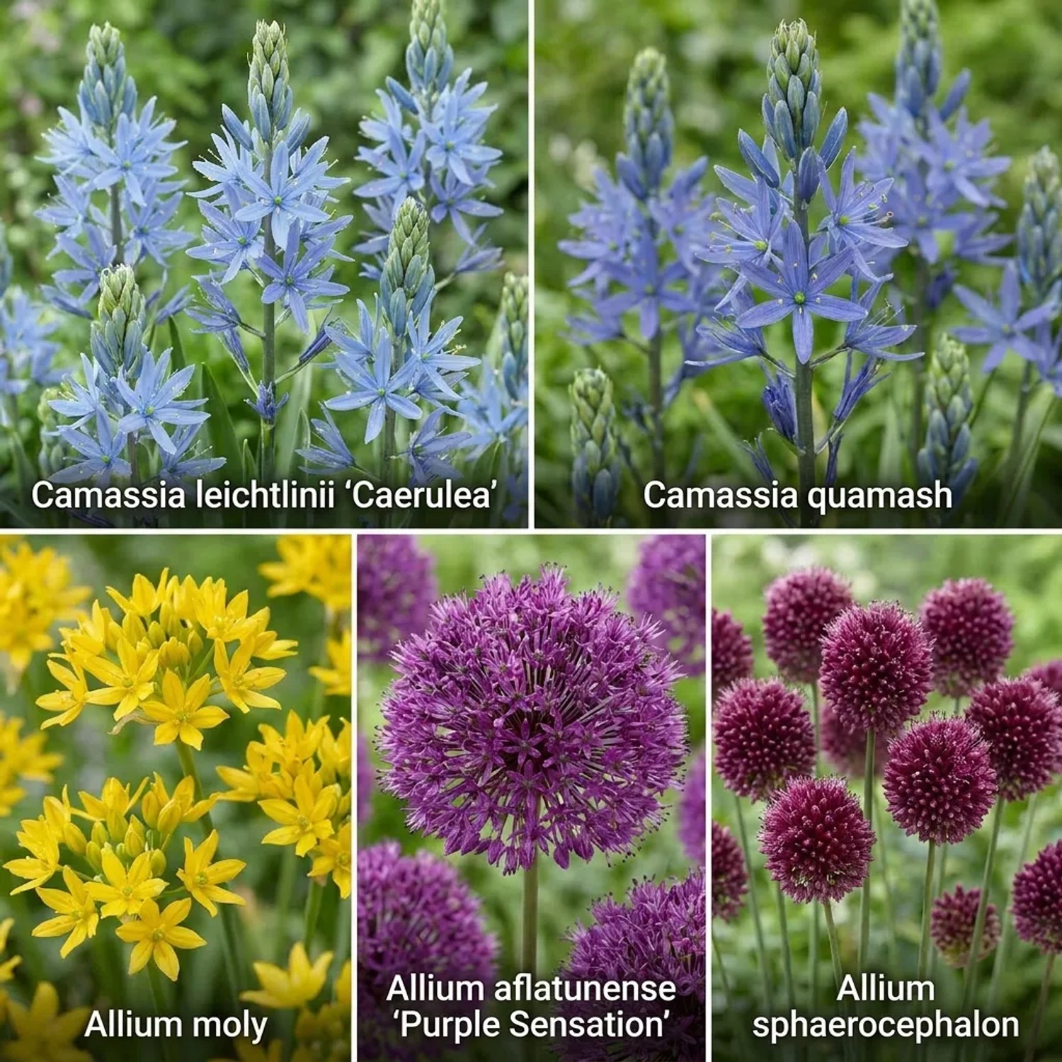 Vdvelde Aqua Bulbs: Bunte, schmetterlingsfreundliche Blumenzwiebeln für den Teichrand. Blaue Camassia, gelbes Allium, lila Allium.