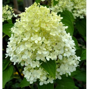 Rispenhortensie Whitelight mit cremeweißen Blüten und grünen Blättern.