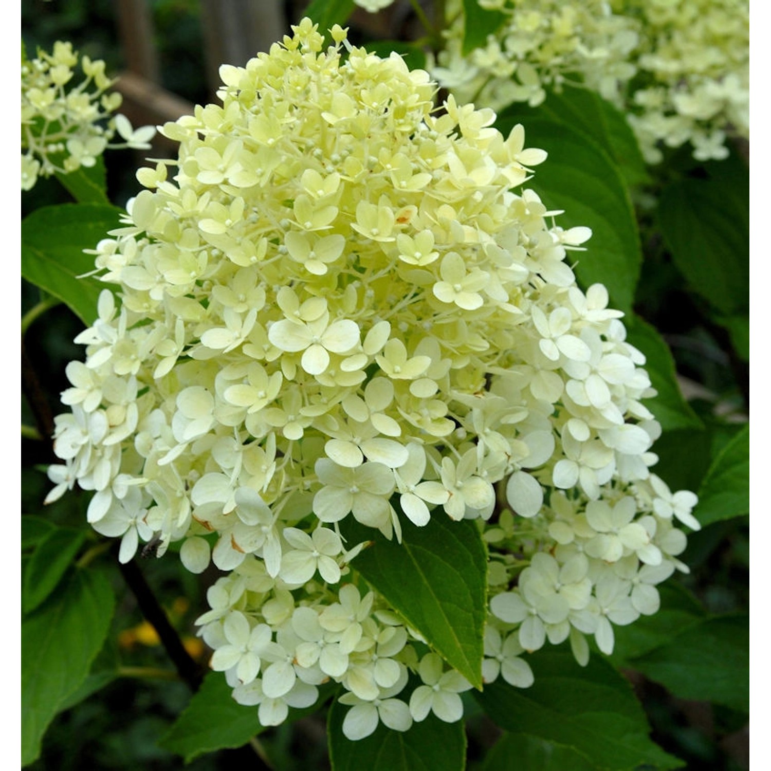 Rispenhortensie Whitelight 40-60cm - Hydrangea paniculata günstig online kaufen