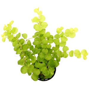 Dennerle Plants Lysimachia Nummularia Aurea, goldgelbe Aquariumpflanze für den Hintergrund.