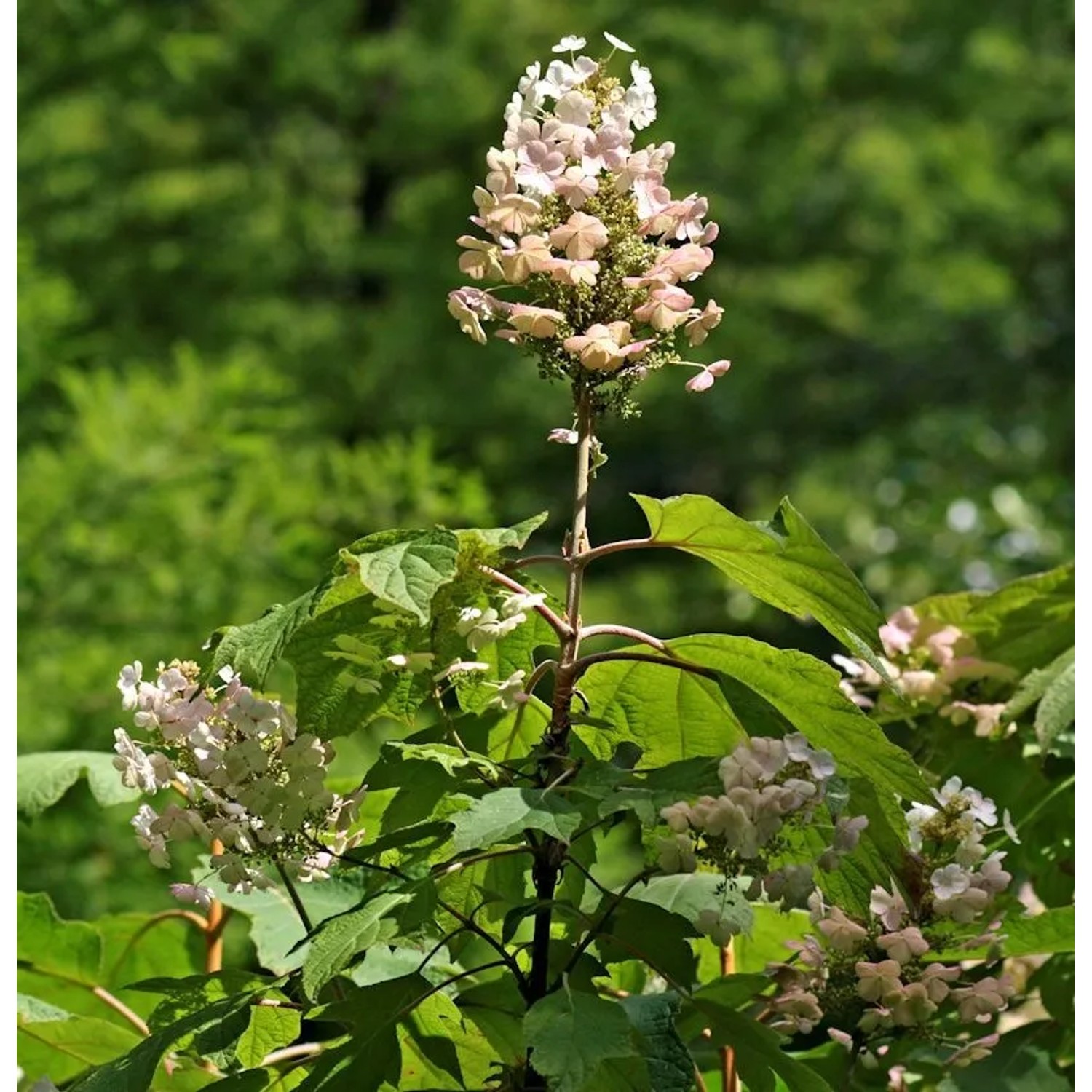 Eichenblättrige Hortensie Snow Circle 60-80cm - Hydrangea quercifolia