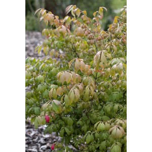 Flügel-Spindelstrauch 'Compactus' mit grünen Blättern und leicht rötlichen Spitzen, Stammhöhe 90 cm.