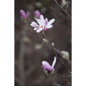 Nahaufnahme einer rosa-weißen Tulpenmagnolie (Magnolia Soulangiana) am Zweig.