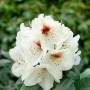 Nahaufnahme: Weiß blühender Rhododendron Praevernum Osterschnee mit grünen Blättern.