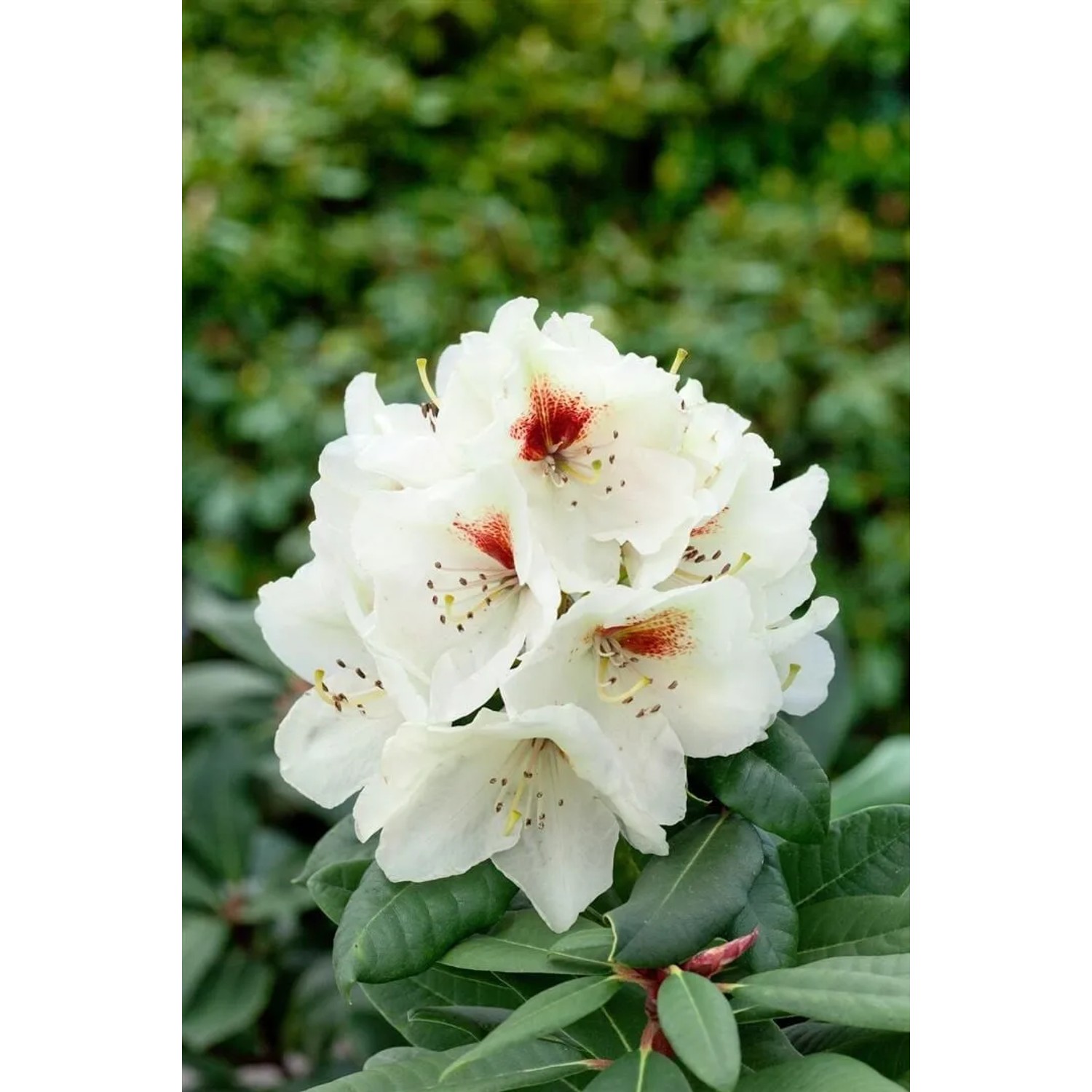 Nahaufnahme: Weiß blühender Rhododendron Praevernum Osterschnee mit grünen Blättern.