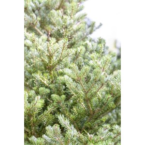 Detailaufnahme der Koreatanne 'Molli', einem kompakten Hausbaum mit grünen Nadeln.