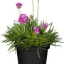 Rosa Strand-Grasnelke im Topf, ideal für Steingärten. Blühende Armeria maritima mit grünen Blättern.