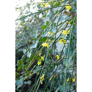 Winter-Jasmin mit gelben Blüten und grünen Blättern im Topf. Blütengehölz für Garten und Balkon.