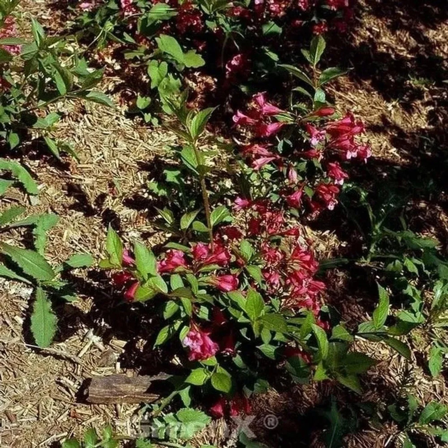 Weigelie All Summer Red 25-30cm - Weigela florida