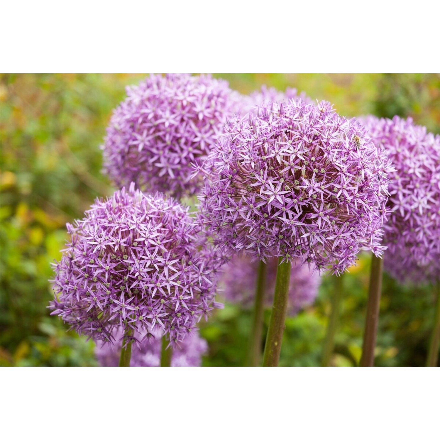 Allium Ostara Zierlauch 2 Liter Container günstig online kaufen