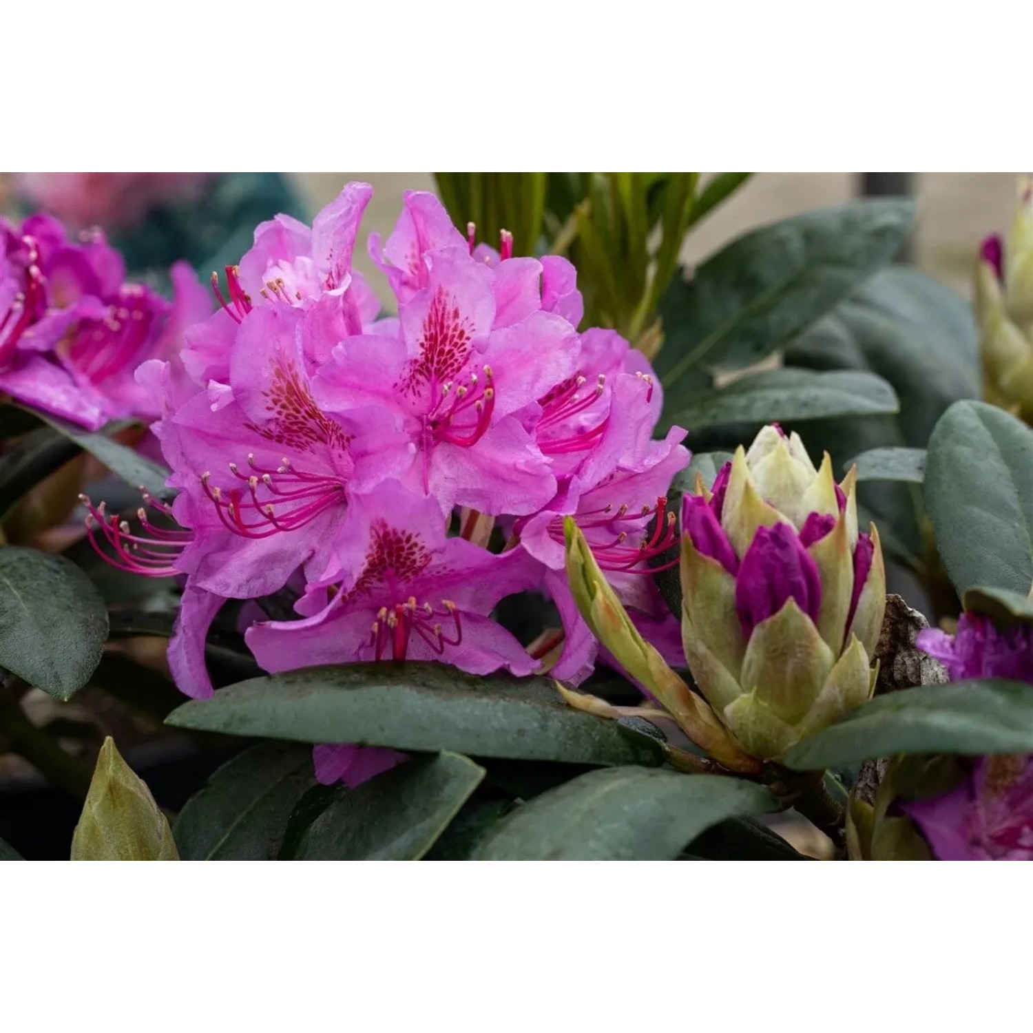 Rosa-lila Rhododendron Hybr. Pink Purple Dream mit üppigen Blüten und grünen Blättern.
