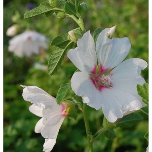 Buschmalve 'Blushing Bride': Weiße Blüte mit rosa Mitte, Nahaufnahme der Staude.