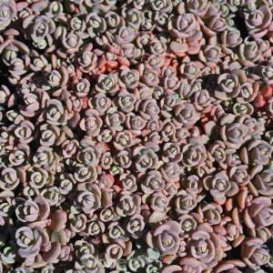 Nahaufnahme des Rosenteppich Fetthenne Sachalin (Sedum cyaneum) mit kleinen, rosettenartigen Blättern.