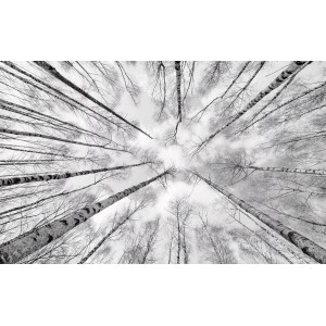 Schwarz-weiße Fototapete mit Waldmotiv, Blickrichtung nach oben in die Baumkronen.