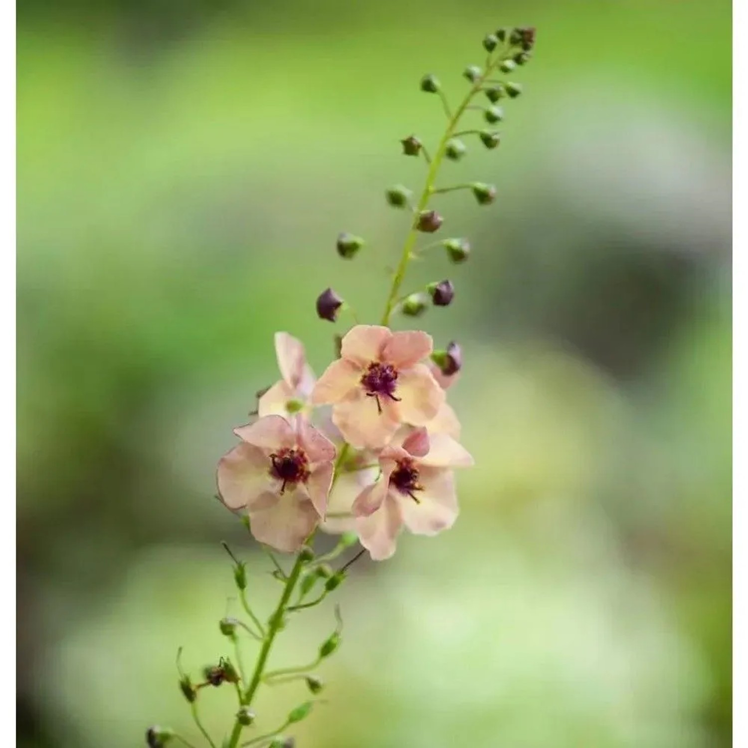 Blühende Königskerze 'Jackie in Pink' (Verbascum cultorum) im Detail.