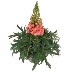 Roter Rittersporn Red Lark im Topf, ca. 19 cm Ø, Delphinium x hybrida.