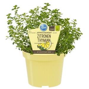 Blu Zitronen-Thymian im Topf (Ø 12cm). Küchenkräuter mit zitronigem Aroma und rosafarbenen Blüten.