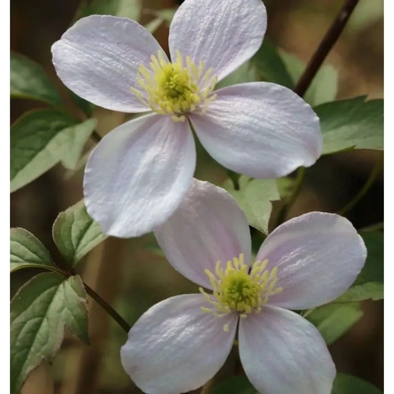 Berg Waldrebe Superba 60-80cm - Clematis montana