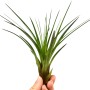 Kleine, grüne Tillandsie (Höhe ca. 6 cm) in Hand gehalten. Ideal für helle Standorte und Feucht-Terrarien.