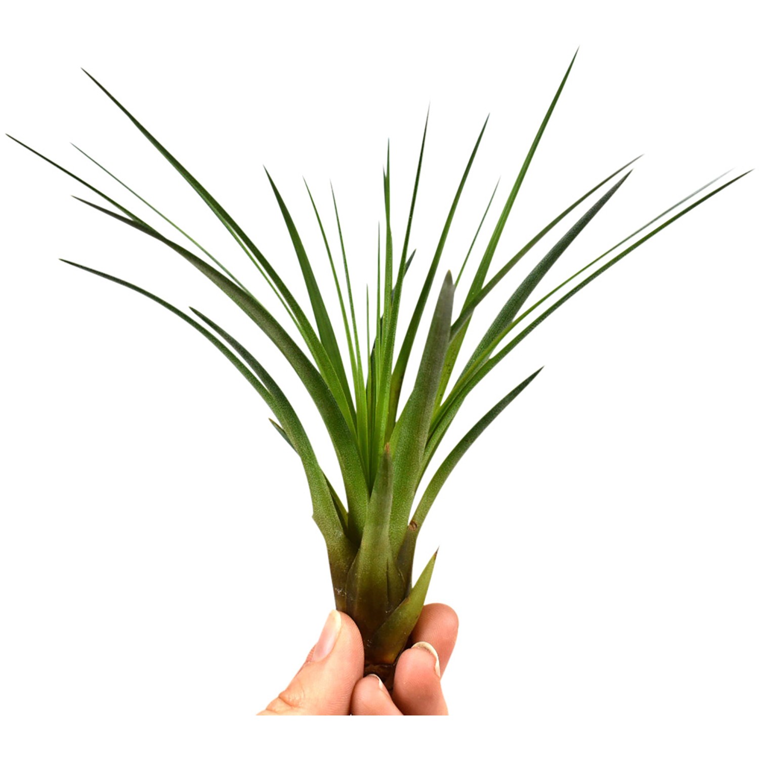Kleine, grüne Tillandsie (Höhe ca. 6 cm) in Hand gehalten. Ideal für helle Standorte und Feucht-Terrarien.