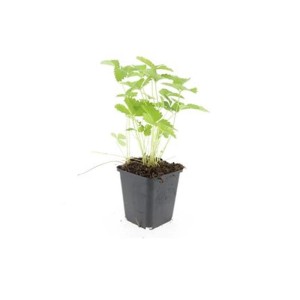 Exotenherz Bodendecker Walderdbeere im 9cm Topf, 6er Set.