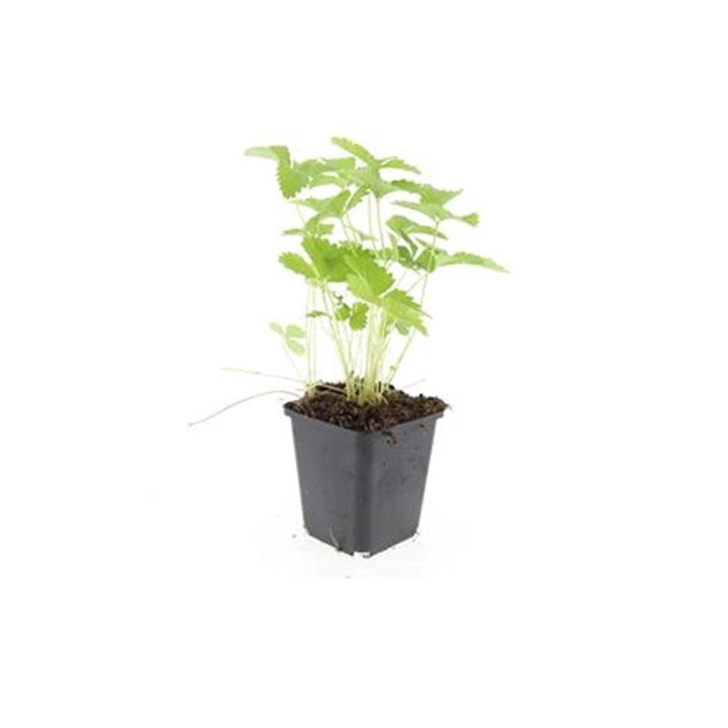 Exotenherz Bodendecker Walderdbeere Fragaria Vesca 9cm Topf Set mit 6 Pflan günstig online kaufen