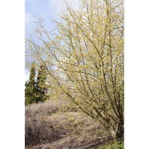 Kornelkirsche (Cornus Mas) mit gelben Blüten, 60-100 cm hoch.