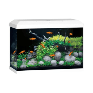 Weißes Juwel Aquarium-Set Primo 70 LED 2.0 mit Fischen und Pflanzen.