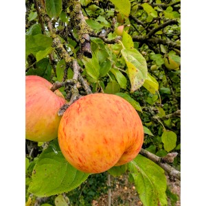Gelb-roter Apfel Dülmener Rosenapfel (Malus domestica) am Baum.