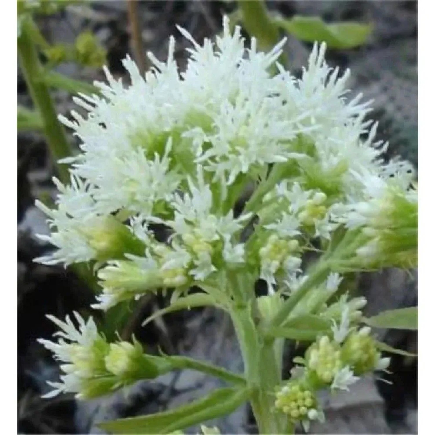 Pestwurz Albus - Petasites albus