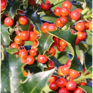 Dornige Stechpalme Ilex mit roten Beeren und grünen, stacheligen Blättern.