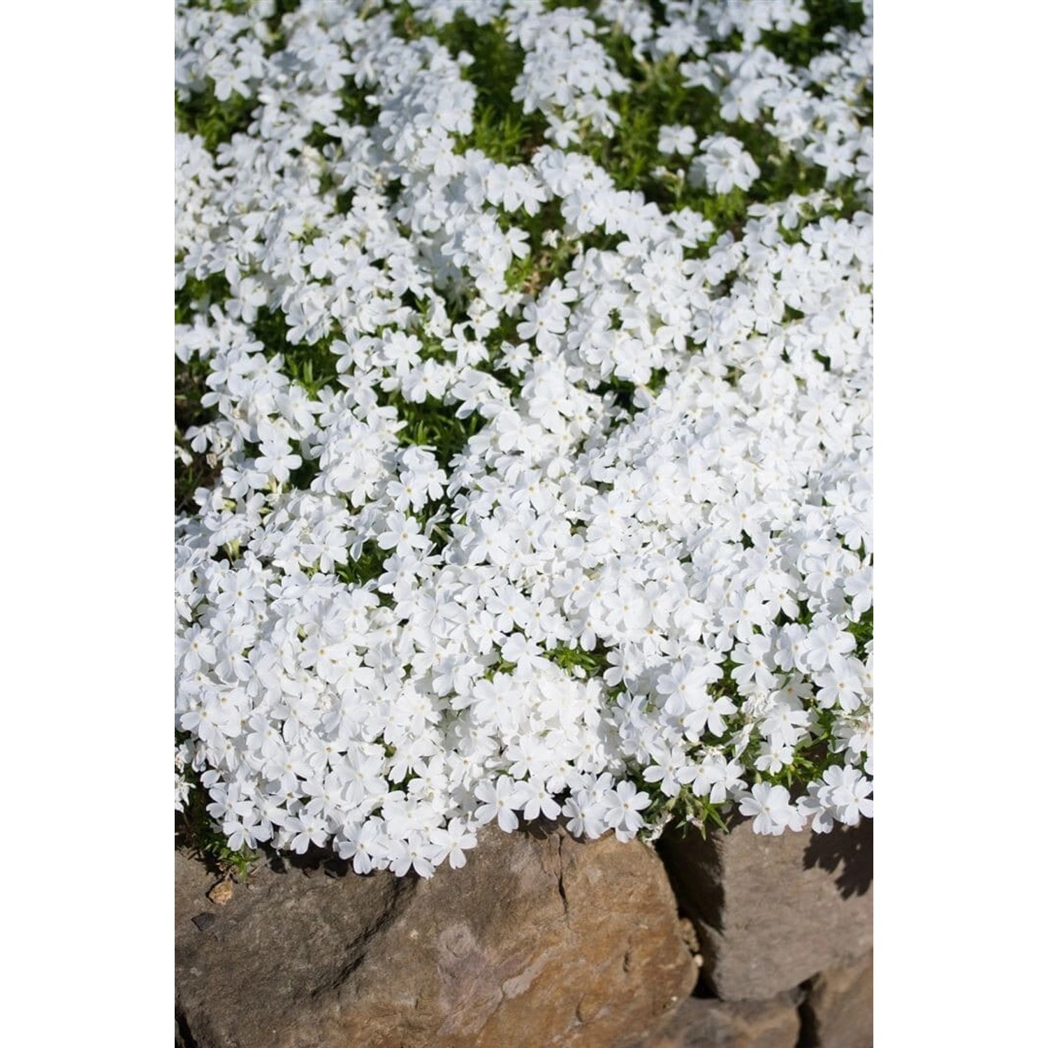 Phlox Douglasii White Admiral Teppichphlox Ca. 9x9 cm Topf günstig online kaufen