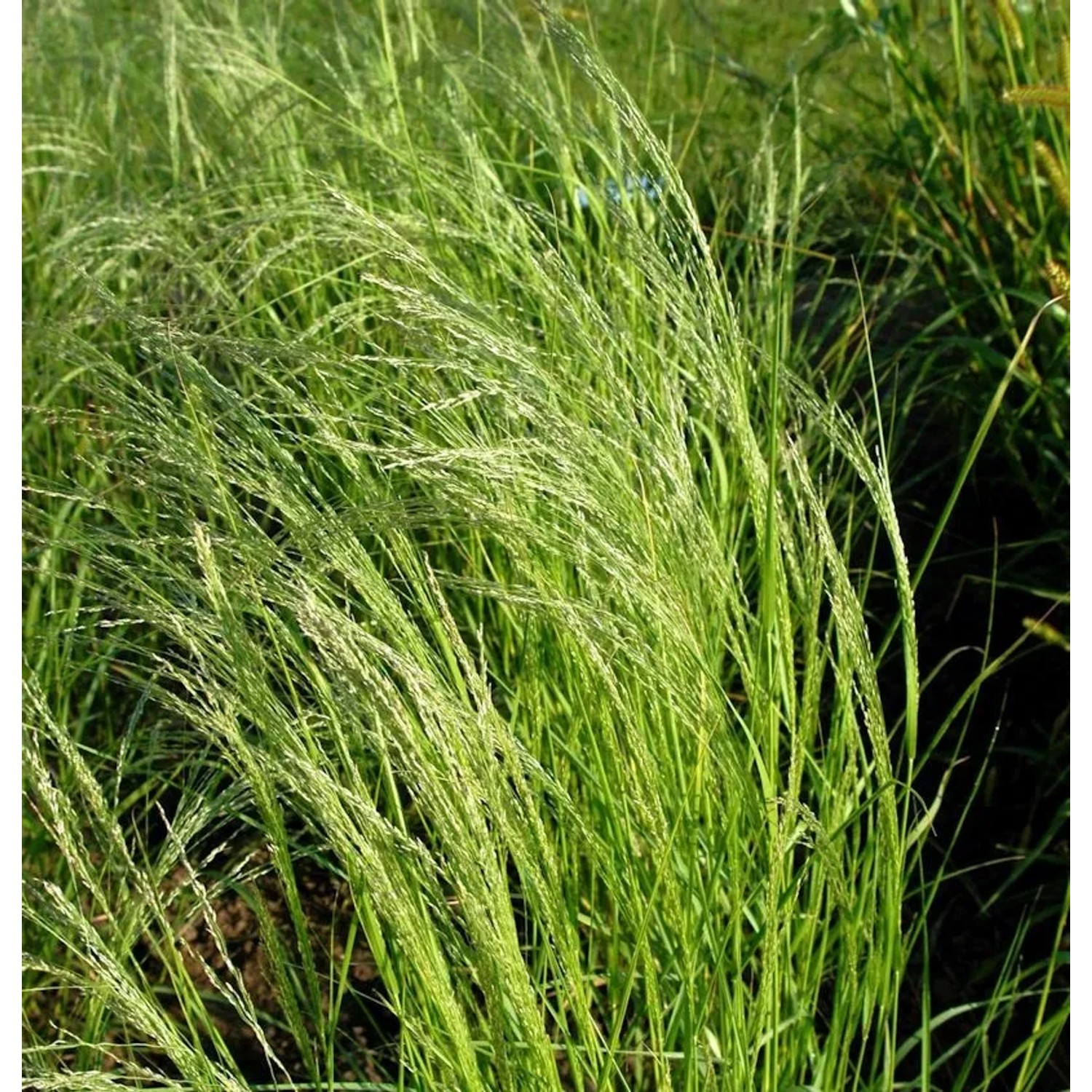 Blaues Liebesgras Wind Dancer - Eragrostis elliottii