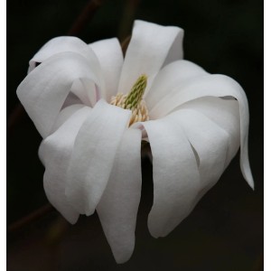 Nahaufnahme einer weißen Sternmagnolie Waterlily Blüte. Strauch mit filigranen Blütenblättern.