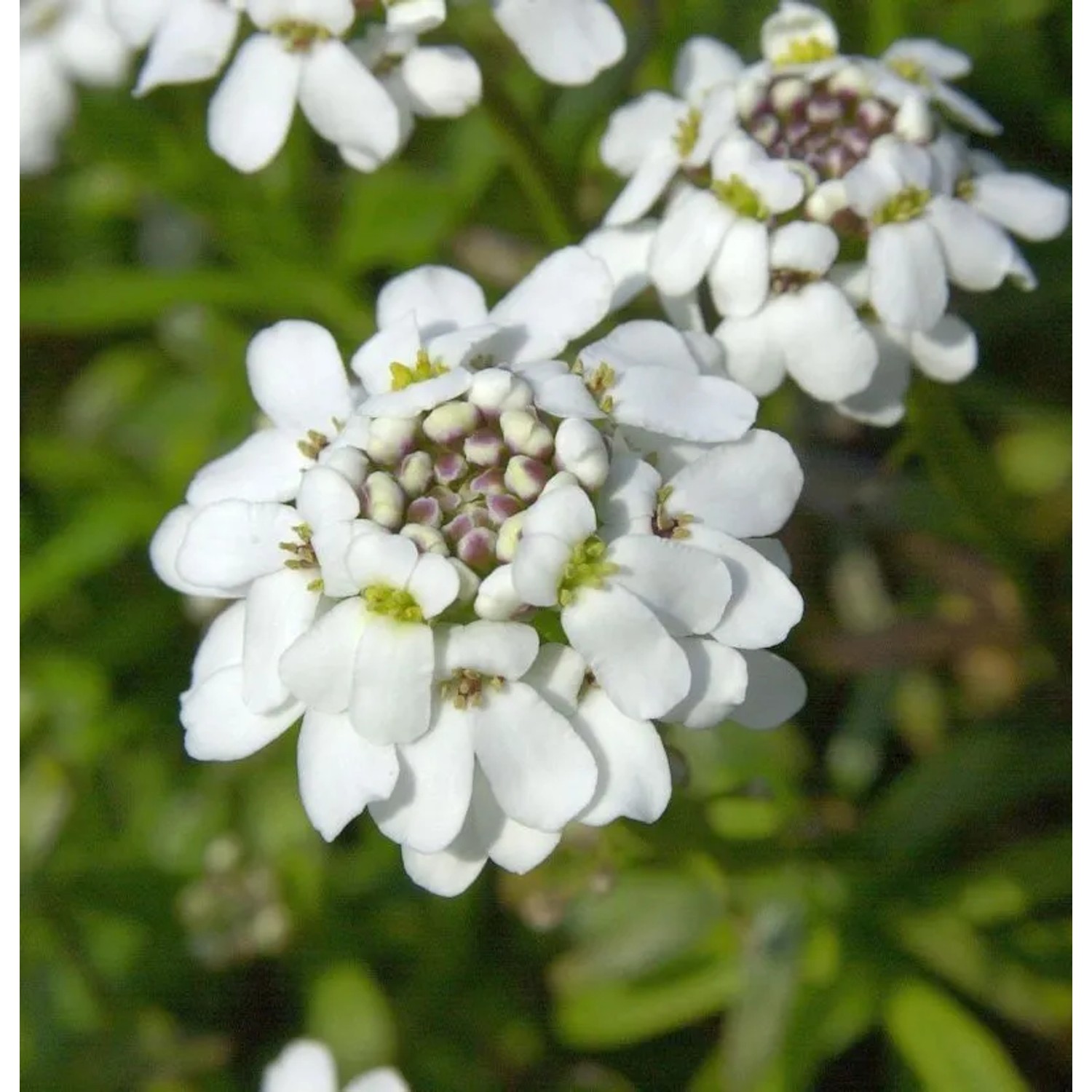 Schleifenblume Fischbeck - Iberis sempervirens