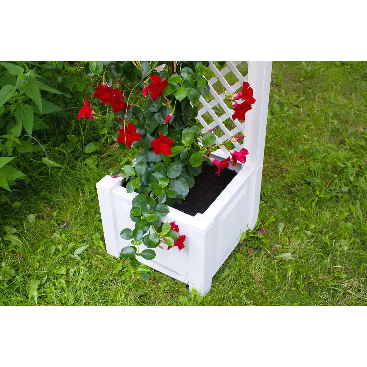 Weißer KHW Pflanzkasten klein mit Spalier und roter Kletterpflanze im Garten.