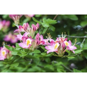 Blühender Rhododendron Luteum Soir De Paris mit gelb-rosa Blüten und grünen Blättern.