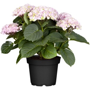 Rosa Bauernhortensie Magical Juwel im Topf, ca. 30-40 cm hoch.