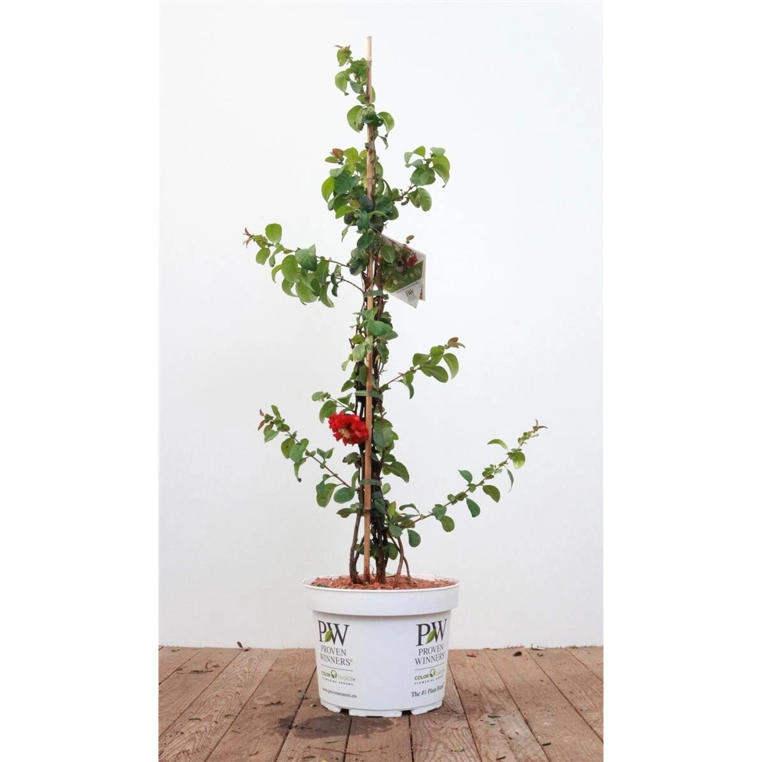 Chaenomeles Pink Storm ® Zierquitte Rosa Blüten 80–100 cm günstig online kaufen