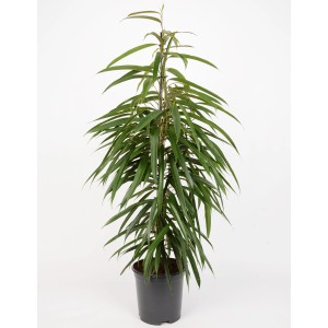 Grüne Birkenfeige (Ficus Benjamina) im Topf, ca. 95-105 cm hoch.