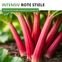 Nahaufnahme von intensiv roten Rhabarberstielen, die aus der Erde sprießen. Kräftige Struktur, attraktive Farbe. Rhabarber Rot Samen.