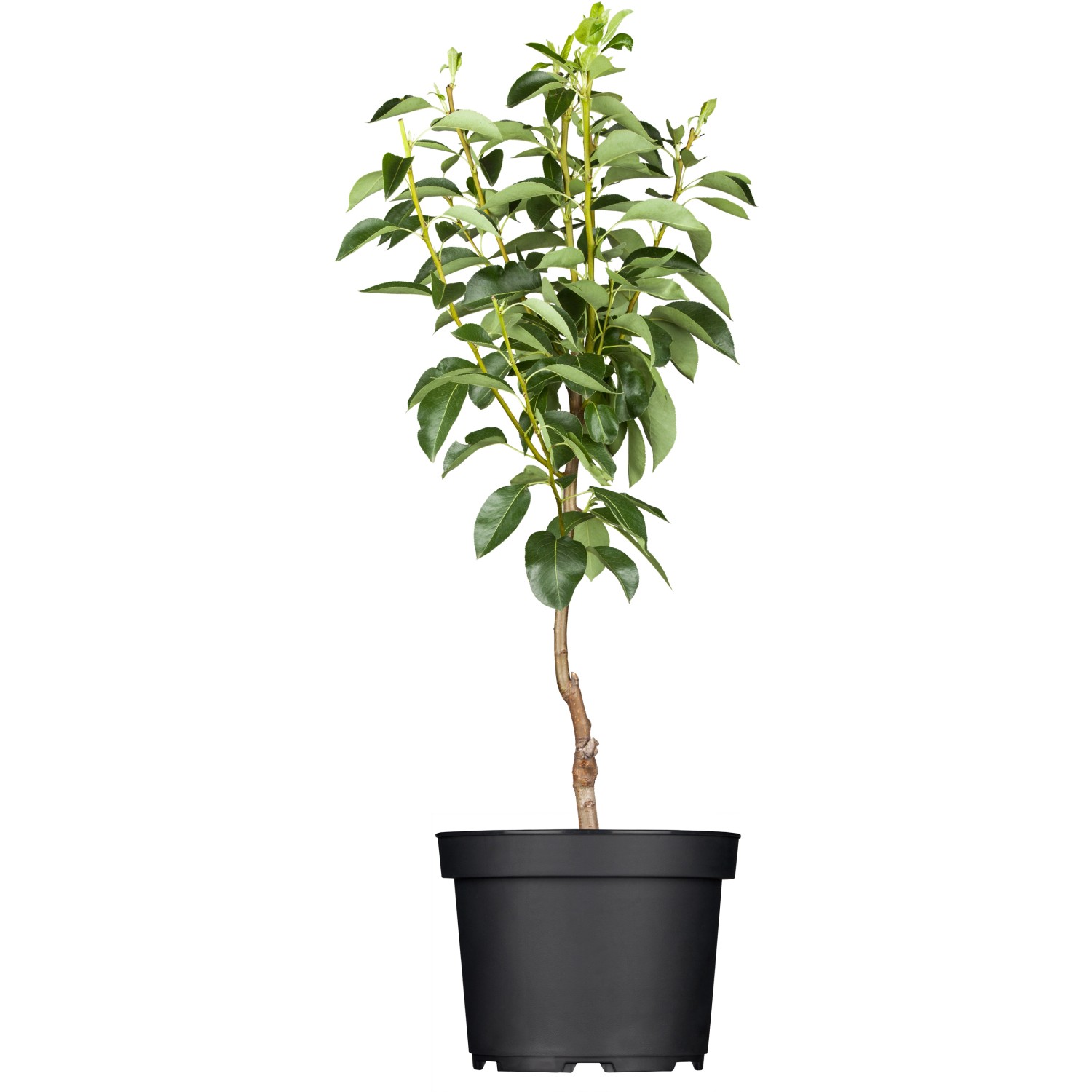 GROW by OBI Bio Birne Williams Christ Goldgelb ca. 120-140 cm Topf ca. 7 l günstig online kaufen