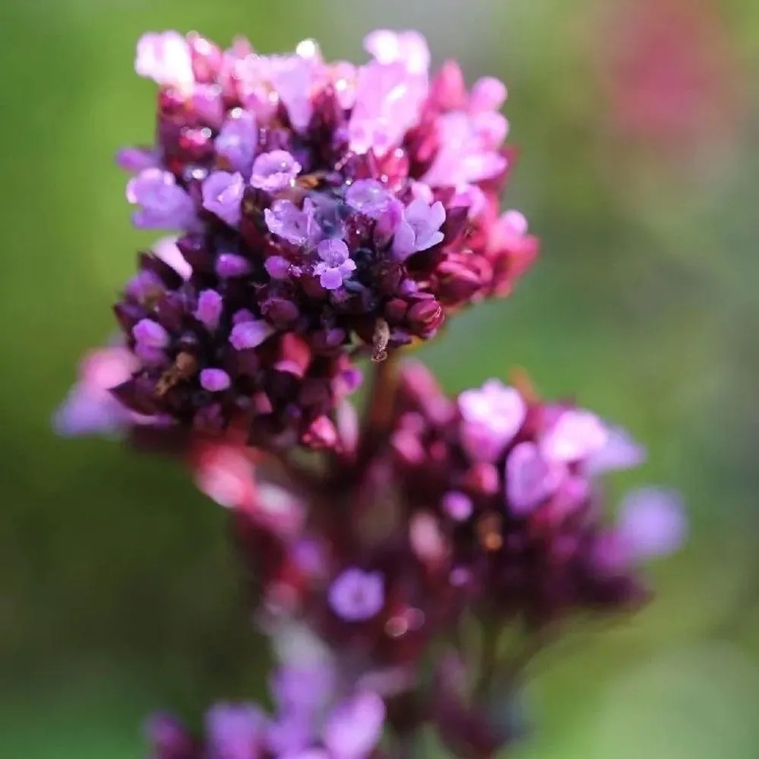 Oregano Herrenhausen - Origanum Laevigatum