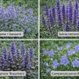 Farbset Blau-Violett: 12 Stauden (Katzenminze, Salbei, Günsel, Glockenblume) im 9 cm Topf.